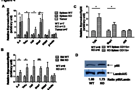 Figure 4. Spleen and bone marrow cells from miR-146a-deficient mice (KO) show increased activation of  the NF-κB-mediated transcription