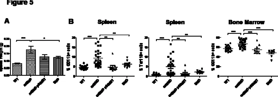 Figure 5. Reduction in the NF- κB level by deleting the p50 subunit of NF-κB effectively rescues the myeloproliferative phenotype in miR-146a-deficient mice