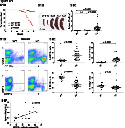 Figure S1. miR-146a-deficient mice develop myeloproliferation in spleens. Mice were 18-22 month-old miR- representative WT mouse for T cells (defined as CD3CD11b+), and erythroid cells (defined as Ter119+)