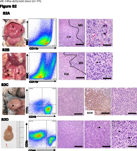 Figure S2. Additional examples of myeloid and lymphoid malignancies in miR-146a-deficient mice