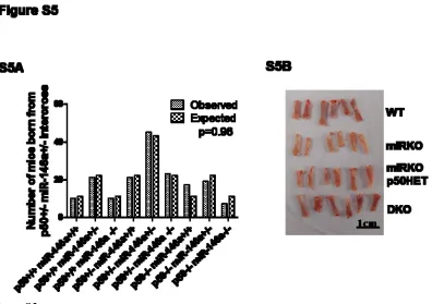 Figure S4. Western blot analysis of the nuclear protein extracts from spleens of 18-22 month-old miR-146a-/-  mice (KO) and sex and age-matched wild type control