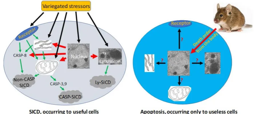 Figure 3. Pathological SICD vsvia causing an internal stress (such as a genomic DNA damage)