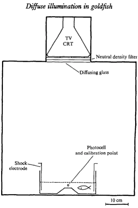 Fig. i. Schematic representation of the test tank (shuttle-box), within the test chamber.The light source is set into the ceiling.