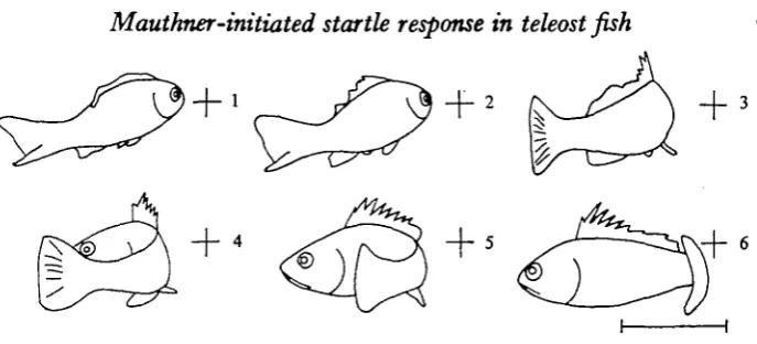 Fig. 7. Fin erection during a startle response in the kelp baas. The stimulus occurs at (1) andsuccessive figures are at 5 msec intervals