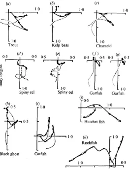 Fig. 5. Displacement pathways and final body orientation of diverse fish: (a)bass, trout, (6) kelp (c) characid, (<f) and (e) spiny eel, (/) Sc(g) garfish, (A) black ghost, (i) catfish, (j) common(triangles) and marbled hatchetfish (filled circles), (k) ro
