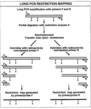 Figure 1. Long PCR-based rapid DNA restriction mapping. Please see text for details.