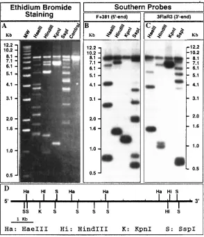 Figure 2. Long PCR-based rapid DNA restriction mapping of a portion of the human estrogensulfotransferase gene (9, 10)