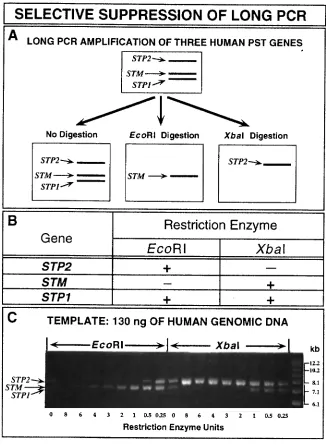 Figure 3. Selective suppression of the long PCR by restriction endonuclease digestion