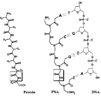 Figure 1. Chemical structures of a protein (peptide) (where Rx is an amino acid side chain), a PNA and a DNA molecule
