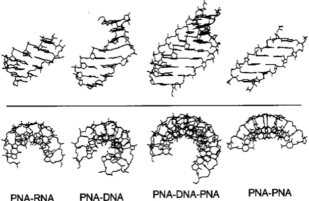 Figure 4. Structures of various PNA complexes. Figure adapted from ref. 62.