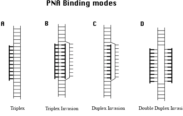 Figure 7. PNA binding modes (schematics) for targeting double stranded DNA. Thick structures signify PNA.