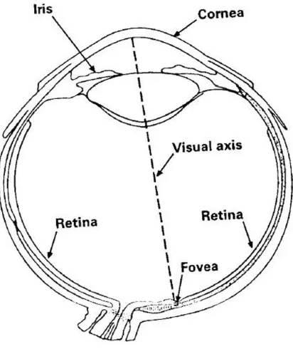 Figure 5: Internal structure of a human eye