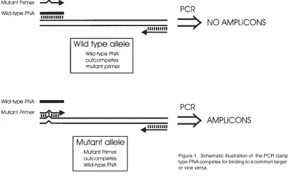 Figure 1. Schematic illustration of  the PCR clamping method where wild-