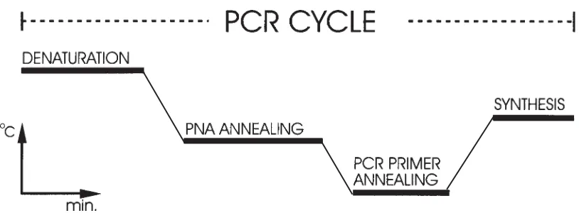 Figure 2. Schematic illustration of the four step PCR cycle profile used in PCR clamping