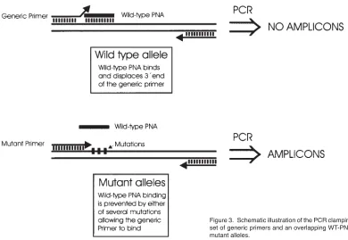 Figure 3. Schematic illustration of the PCR clamping method which uses a