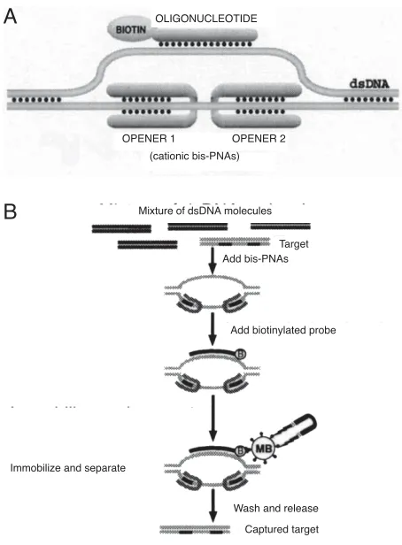 Figure 1. Basic principles of the OPAC selection procedure.  A) The PD-loop consists of duplex DNA, an ODN and two PNA “openers”