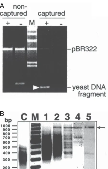 Figure 2. The OPAC selection of a specific fragment from yeast DNA (S.