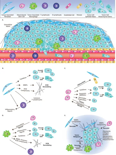 Figure. 1. Cells and Molecules (Grey) in TME. nanotubes; Are recruited by tumor cells