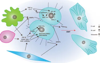 Figure. 2. The Effects of TME on Epithelial-Mesenchymal Transition. In TME, stromal cells, like CAFs, MSCs and TAMs, secrete growth factors like TGF-β, PDGF, EGF and HGF, along with miRNAs like miR21 and miR200 family, to regulate EMT through EMT transcrip