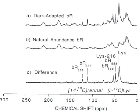 Figure 7. sample spinning speed of 2.8 kHz: (a) [14-13C MAS spectra of dark-adapted bR collected at -80°C with a13C]retinal, [e- 13C]Lys-bR, (b)unlabeled bR, and (c ) the difference spectrum obtained upon subtractionof (b) from (a)