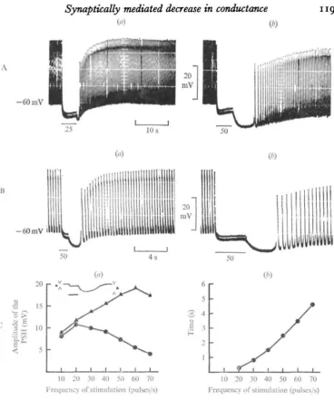 Fig. 1. The PSH recorded in Porcellioin (6). (B) The frequency in the train is kept constant (50 pulses/s) and its duration varied:heart without spontaneous activity