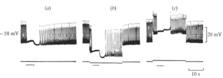 Fig. 3. Behaviour of the PSH during experimental changes in EM- (a) Control in normalsolution; (A) Increase in PSH upon injecting —5x1 o"' A current; (c) Reversal of PSH duringthe injection of 5 x io" 8 A current