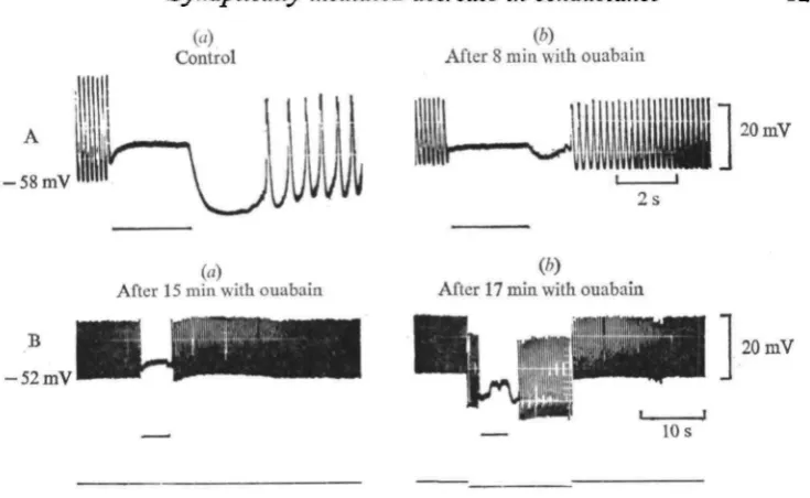 Fig. 5. Effect of ouabain on the PSH. (A) (a)an ouabain containing saline (1-7 PSH in normal saline; (6) the PSH after 8 min in X io-'mM)