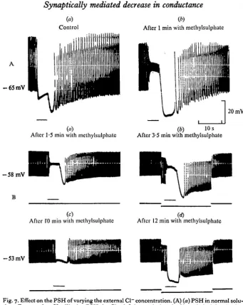 Fig. 7. tion; same current; the myocardial membrane maximally hyperpolarized at the beginning of the sulphate saline; (b) application of Effect on the PSH of varying the external Cl- concentration