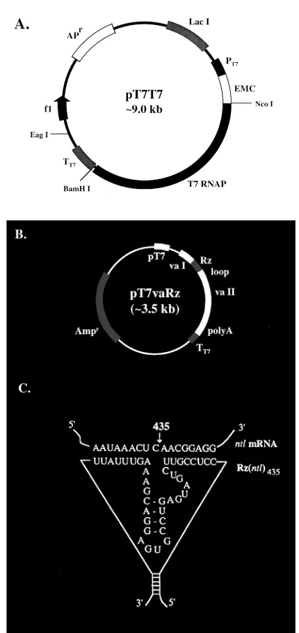 Figure 1. T7 autogene vector pT7T7, ribozyme vector pT7vaRz, and no tailribozyme with its ntl mRNA target