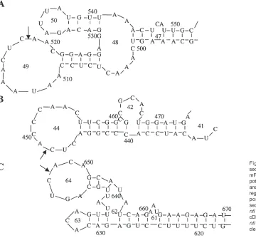 Figure 2. The computer-predictedsecondary structures of the zebrafish ntlntlregions are numbered as their respectivepositions in the 2237 bp ntl cDNAsequence (22)