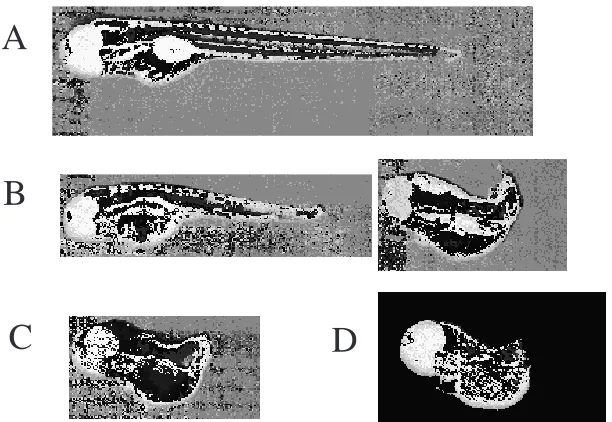 Figure 3. No tail phenotypes generated from thezebrafish embryos injected with pT7vaRz plus pT7T7plus T7 RNAP