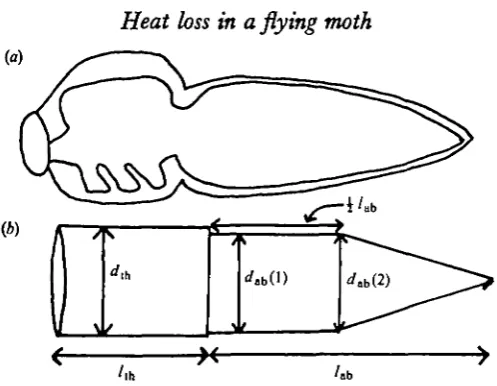Fig. I. Body dimensions in Hylet Imeata.and height 1/2general shape of the moth. (B) Measurements (arrows) made for calculation of surface area.cylinder of diameter/m