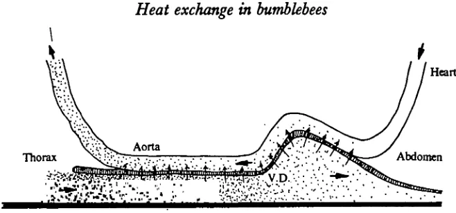 Fig. 23. Schematic drawing of anatomical arrangement of the heart (aorta) and the ventraldiaphragm in the petiole, and the probable counter-current heat exchange which wouldreturn heat (represented by dots) to the thorax when blood is flowing simultaneously in bothdirections.