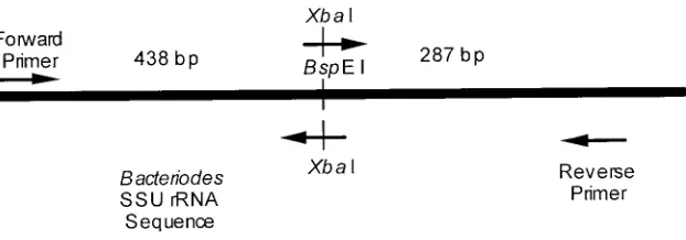 Figure 1. Primers for the construction of an internal standard are shown. Two complementary modified primers are shown above and below the naturallyoccuring BspEI restriction site