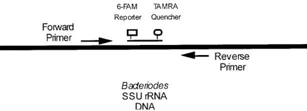 Figure 2. The Taqman probe and primer set is shown. The probe is a 29 bp oligonucleotide that hybridizes to an unique region of the target DNA between theforward and reverse primers