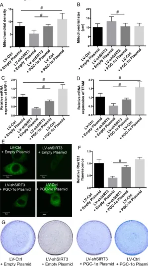 Fig. 7 Role of PGC-1ɑ in the effect of SIRT3 knockdown on osteogenic differentiation. LV-Ctrl and LV-SIRT3 MC3T3-E1 cells were transfected with PGC-1ɑ or empty plasmids and then induced to osteogenic differentiation