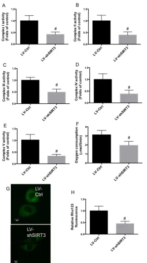 Fig. 2 Effect of knockdown of SIRT3 on mitochondrial function. LV-Ctrl and LV-shSIRT3 MC3T3-E1 cells were induced to osteogenic differentiation, and Complex I (A), II (B), III (C), IV (D), and V (E) activities were determined and results were shown as fold