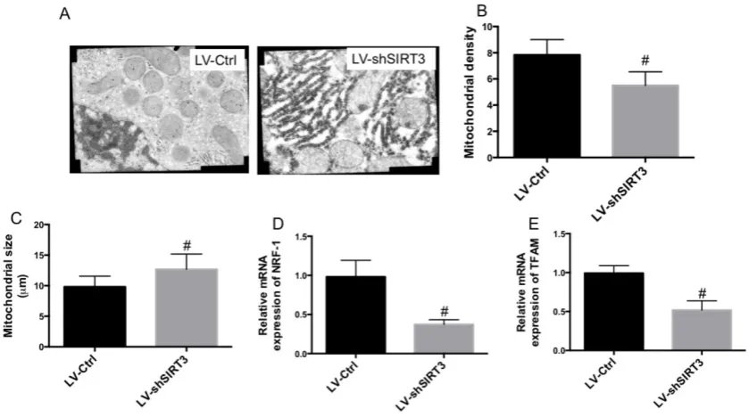 Fig. 3 Effect of knockdown of SIRT3 on mitochondrial ultrastructure and biogenesis. LV-Ctrl and LV-shSIRT3 MC3T3-E1 cells were induced to osteogenic differentiation