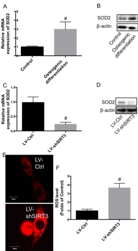 Fig. 4 Effect of knockdown of SIRT3 on SOD2 expression and ROS level. MC3T3-E1 cells were induced to osteogenic differentiation, and SOD2 expression was determined in pre-osteogenic MC3T3-E1 cells and differentiated MC3T3-E1 cells using real-time PCR (A) a