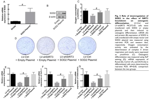 Fig. 5 Role of downregulation of SOD2 in the effect of SIRT3 knockdown on osteogenic differentiation