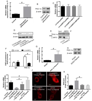 Fig. 6 Role of PGC-1ɑexpression was determined in pre-osteogenic MC3T3-E1 cells and differentiated MC3T3-E1 cells using real-time PCR (A) and western blot (B)