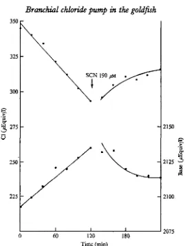 Fig. 4. Comparison between the variations of external concentration of total Cl~ and basecorrected for ammonia (see text) in a typical experiment involving Caratsius auratus beforeand after thiocyanate addition (at arrow: final concentration given)