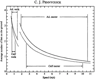 Fig. 9. The gnu calf (dotted lines) has less feet in contact with the ground at any given speedthan the adult (continuous lines)
