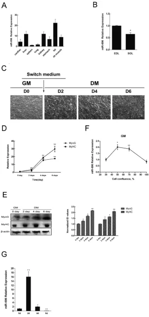 Figure 1. Tissue distribution of miR-696 and its expression pattern during C2C12 myoblast differentiation