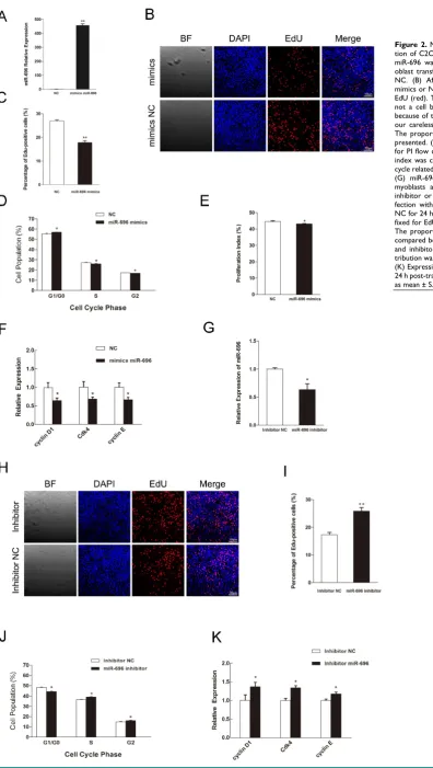 Figure 2. MiR-696 represses the prolifera-The proportion of EdU-positive cells were presented