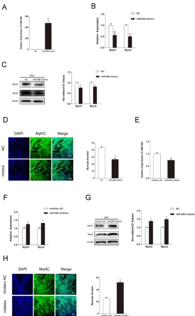 Figure 3. MiR-696 inhibits myogenic differentiation of C2C12 cells. (A) The expression of miR-696 were detected by qPCR in myoblast transfected with miR-696 mimics or NC duplexes at day 3 of differentiation medium (DM)