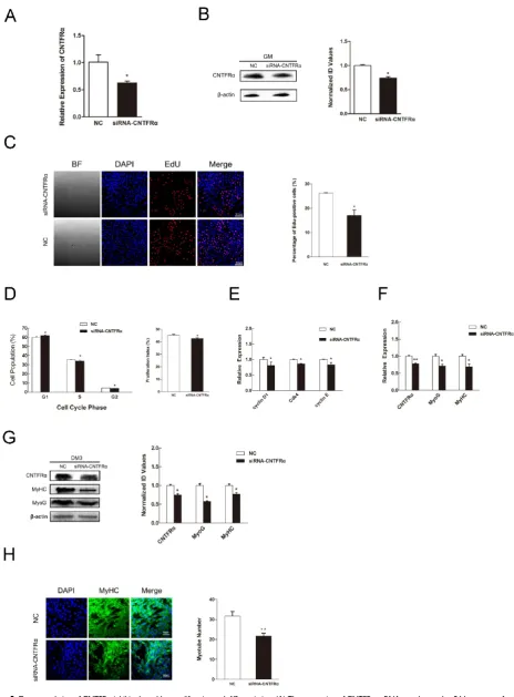 Figure 5. Down-regulation of CNTFRα inhibited myoblast proliferation and differentiation
