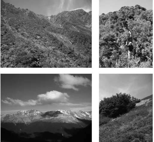 Figure S1. Treeline ecotones of contrasting forms in New Zealand. Top (left and right): gradual treeline ecotone at Camp Creek, Westland; bottom: abrupt mountain beech (Fuscospora cliffortioides) var