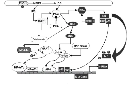 Figure 3. The signaling pathways induced by stimulation of the TCR/CD3/ζ2 complex mediate translocation of NF-AT, AP-1, and NF-κB transcription factorsto the nucleus, leading to IL-2 gene expression