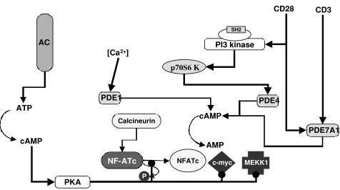 Figure 4. Cyclic AMP exerts multiple regulatory effects on T cell activation and is itself regulated by multiple signaling pathways that activate or block adenylylcyclase and activate phosphodiesterases